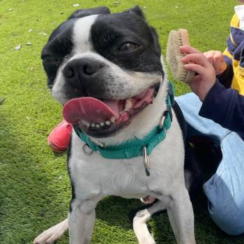 Boston Terrier Dogs Available for Adoption in San Mateo, California - Bruiser | PetCurious