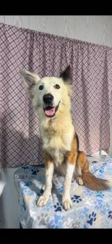 Australian Shepherd Dogs Available for Adoption in Opelousas, Louisiana - LASSIE | PetCurious