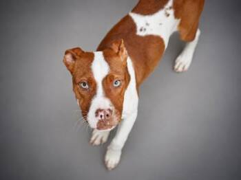 Sexy Red -  Fox Terrier and Mixed Breed Dog for Adoption in Bowling Green, Kentucky - Sexy Red | PetCurious