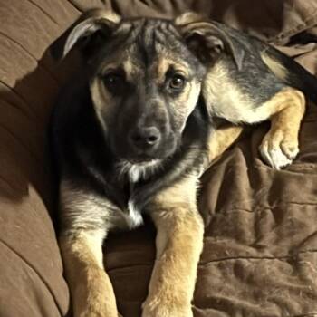 Mixed Breed Dogs Available for Adoption in Walker, Michigan - Skye | PetCurious