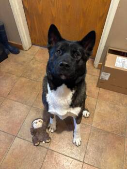 Rescue Akita Dogs for Adoption in Chicago, Illinois - Maple | PetCurious