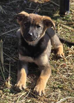 Belgian Shepherd Malinois Dogs Available for Adoption - Holly | PetCurious