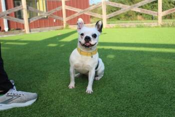 Layla -  French Bulldog Dog for Adoption in Chestertown, Maryland - Layla | PetCurious
