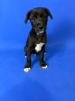 Peter Parker -  Rat Terrier and Shepherd Dog for Adoption in Alvin, Texas - Peter Parker | PetCurious