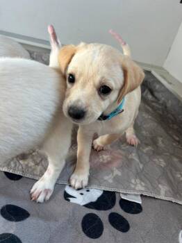 Gonzaga -  Mixed Breed and Labrador Retriever Dog for Adoption in Spokane, Washington - Gonzaga | PetCurious