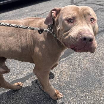 Pit Bull Terrier Dogs Available for Adoption in Allegan, Michigan - Melman | PetCurious
