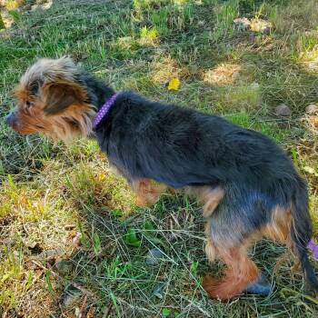 Yoda -  Yorkshire Terrier Dog for Adoption in Jersey City, New Jersey - Yoda | PetCurious