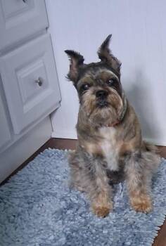 Rescue Schnauzer Dogs for Adoption in Eloise, Florida - Lil Bit | PetCurious