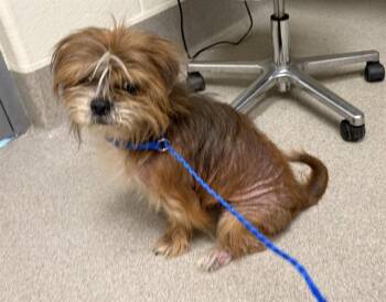 Shih Tzu Dogs Available for Adoption in Auburn, California - COCONUT FLAKES | PetCurious
