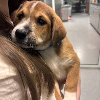Husky and Mixed Breed Dogs Available for Adoption in Lenexa, Kansas - Little Bit | PetCurious