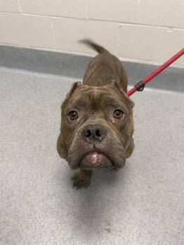SHANG TSUNG -  Pit Bull Terrier Dog for Adoption in Indianapolis, Indiana - SHANG TSUNG | PetCurious