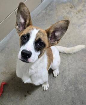 Furby -  Terrier and Australian Kelpie Dog for Adoption in Aurora, Illinois - Furby | PetCurious