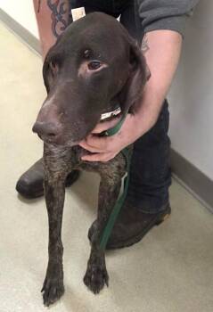 Rescue German Shorthaired Pointer Dogs for Adoption in Sudbury, Massachusetts - Pistol | PetCurious