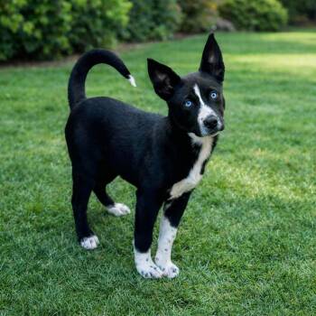 Labrador Retriever and Australian Shepherd Dogs Available for Adoption - Whitley | PetCurious