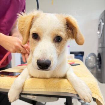 Toby -  Mixed Breed Dog for Adoption in Englewood, Florida - Toby | PetCurious