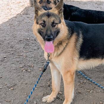 Jeremy -  German Shepherd Dog Dog for Adoption in Oakland, California - Jeremy | PetCurious