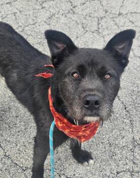 Bobby -  Dutch Shepherd and Wire Fox Terrier Dog for Adoption in Merrillville, Indiana - Bobby | PetCurious