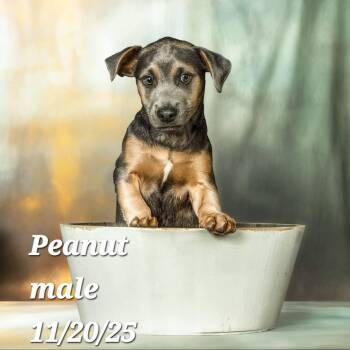 Vizsla and Corgi Dogs Available for Adoption - Peanut | PetCurious