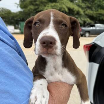 Minnow -  Labrador Retriever Dog for Adoption in Columbia, South Carolina - Minnow | PetCurious