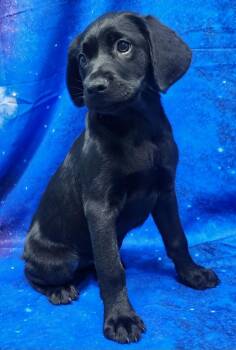 Labrador Retriever Dogs Available for Adoption - 260278  Rose | PetCurious