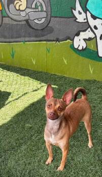 BAMBI -  Chihuahua Dog for Adoption in Vandergrift, Pennsylvania - BAMBI | PetCurious