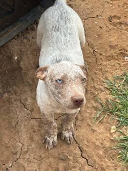 Ricky -  Australian Cattle Dog Blue Heeler Dog for Adoption in Paramus, New Jersey - Ricky | PetCurious