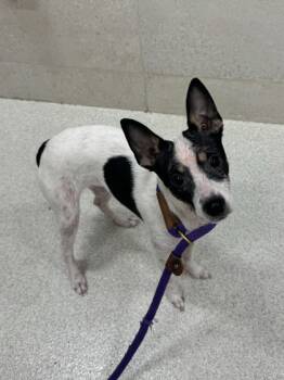 Rescue Rat Terrier and Mixed Breed Dogs for Adoption in Honolulu, Hawaii - Kalo | PetCurious