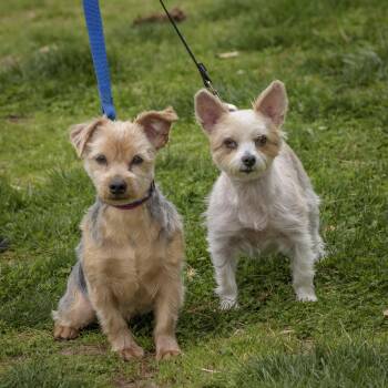 Yorkshire Terrier Dogs Available for Adoption in Lambertville, New Jersey - Marty & Gilda - Bonded Pair | PetCurious