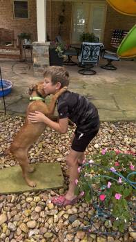 FRITZ (Adorable Puppy, Great Cuddler, Loves Kids and All People, -  Shepherd and Black Mouth Cur Dog for Adoption in Houston, Texas - FRITZ (Adorable Puppy, Great Cuddler, Loves Kids And All People, | PetCurious