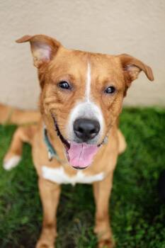 Big Red -  Golden Retriever and Labrador Retriever Dog for Adoption in Frankfort, New York - Big Red | PetCurious