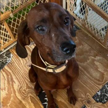 Redbone Coonhound Dogs Available for Adoption - Honey A | PetCurious