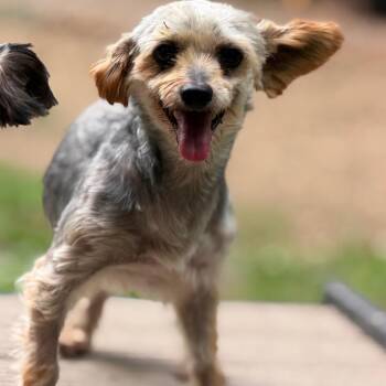 Jack -  Yorkshire Terrier Dog for Adoption in West Chester, Pennsylvania - Jack | PetCurious