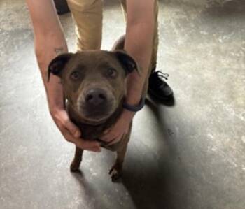 Millicent -  Mixed Breed Dog for Adoption in Terre Haute, Indiana - Millicent | PetCurious