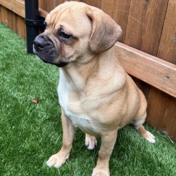 Tater Tot -  Mixed Breed Dog for Adoption in Naperville, Illinois - Tater Tot | PetCurious