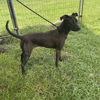 Rescue Black Labrador Retriever Dogs for Adoption in Anahuac, Texas - Kessie | PetCurious