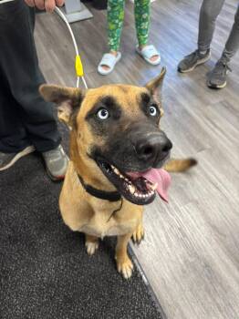 Rescue German Shepherd Dog and Husky Dogs for Adoption in Circleville, Ohio - Orchid | PetCurious