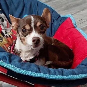 Argos -  Chihuahua Dog for Adoption in Hudson, Illinois - Argos | PetCurious