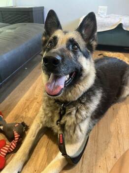 Hinata -  Mixed Breed and German Shepherd Dog Dog for Adoption in Austin, Texas - Hinata | PetCurious