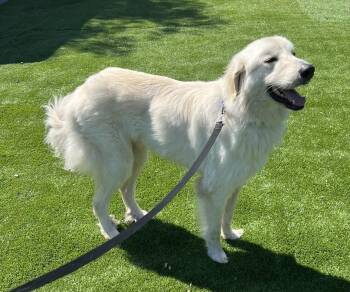 Winston Churchill -  Golden Retriever and Great Pyrenees Dog for Adoption in Carlsbad, California - Winston Churchill | PetCurious