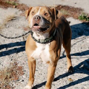 Rescue Pit Bull Terrier Dogs for Adoption in Detroit, Michigan - Paul | PetCurious