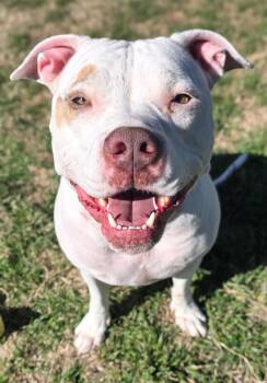 Pit Bull Terrier Dogs Available for Adoption - Lily | PetCurious