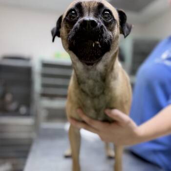 Leyla -  Pug and Mixed Breed Dog for Adoption in Tyler, Texas - Leyla | PetCurious