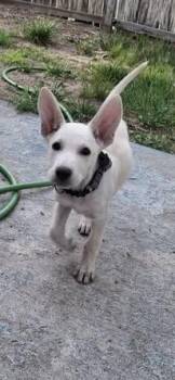 Labrador Retriever Dogs Available for Adoption in Colorado Springs, Colorado - Brie | PetCurious