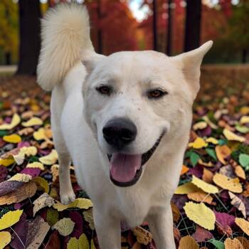 Ghost -  Husky and White German Shepherd Dog for Adoption in Athens, Tennessee - Ghost | PetCurious