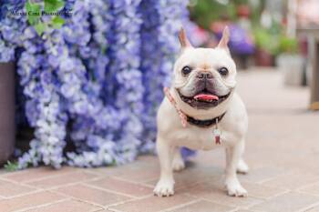 French Bulldog Dogs Available for Adoption - Dumpling | PetCurious
