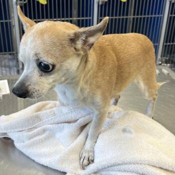 111062 -  Mixed Breed Dog for Adoption in Las Cruces, New Mexico - 111062 | PetCurious