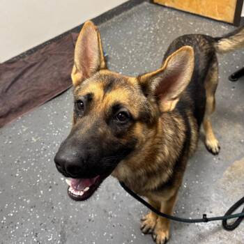 Moon -  Mixed Breed Dog for Adoption in Columbiana, Alabama - Moon | PetCurious