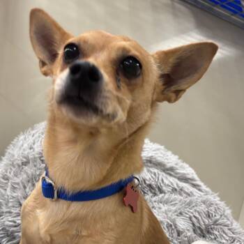 Sundance 54462 -  Chihuahua Dog for Adoption in Las Vegas, Nevada - Sundance 54462 | PetCurious