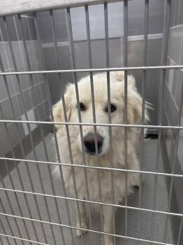 MYA -  Great Pyrenees Dog Available for Adoption in Las Vegas, Nevada - MYA | PetCurious