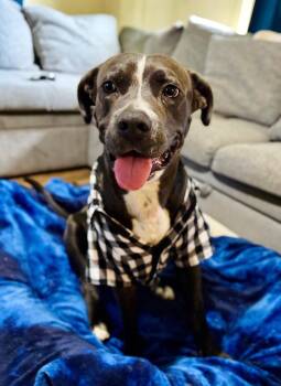 Buckaroo Buck -  Mixed Breed Dog for Adoption in Houston, Texas - Buckaroo Buck | PetCurious